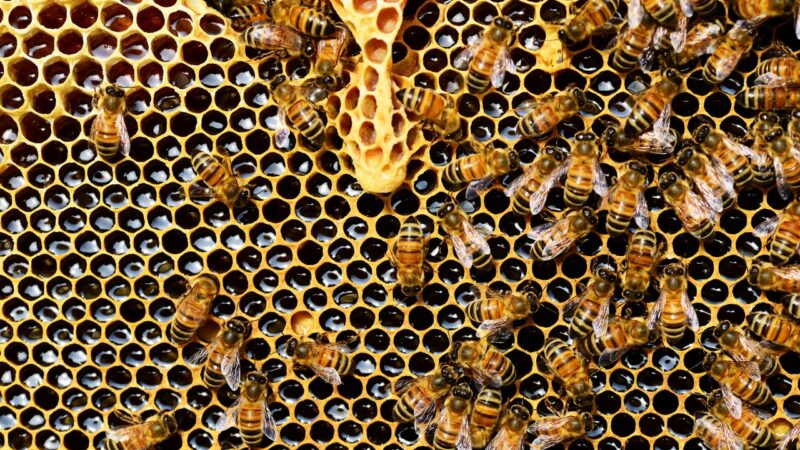 Bienen-News (1): Ankommen und schauen. Oder: der insektenfreundliche Garten