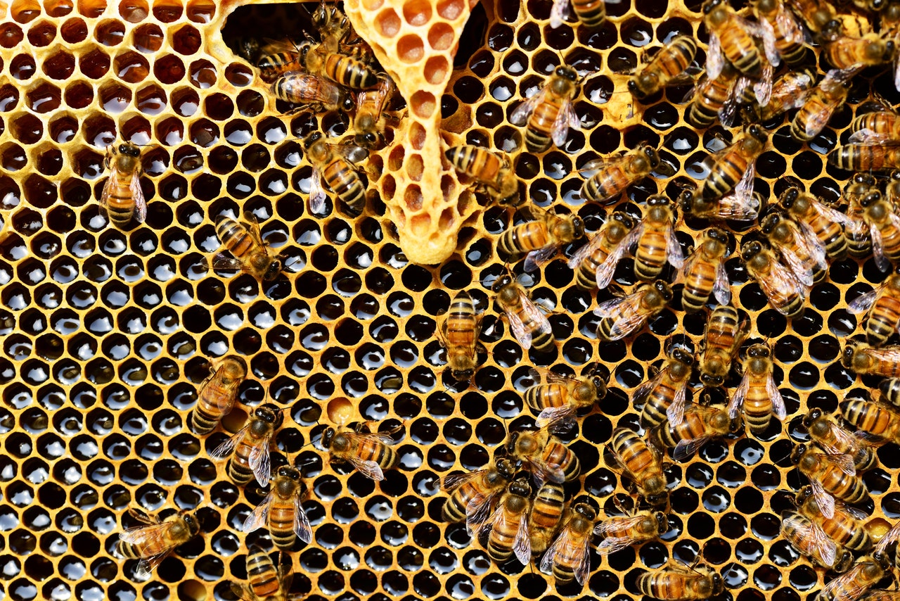 Bienen-News (1): Ankommen und schauen. Oder: der insektenfreundliche Garten